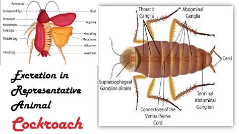 what is the structure for excretion of cockroach