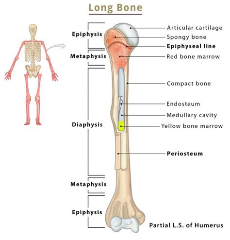 what is the structure of a typical long bone