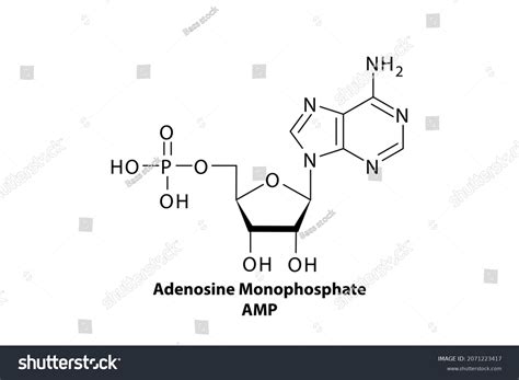 What Is The Structure Of Amp