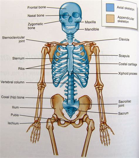 what is the structure of bones in human body