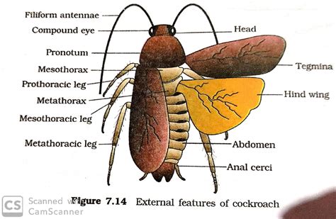 what is the structure of cockroach