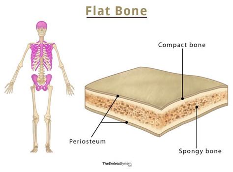 what is the structure of flat bones