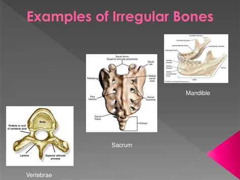 what is the structure of irregular bones