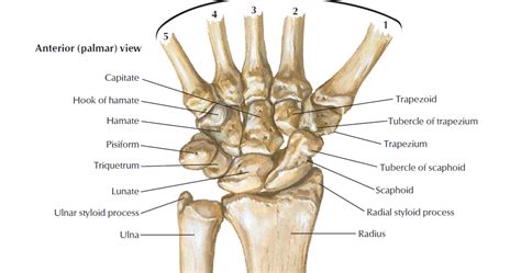 what is the structure of sesamoid bones