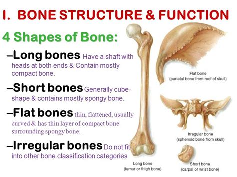 what is the structure of short bones