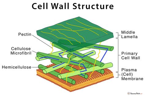 What Is The Structure Of The Cell Wall