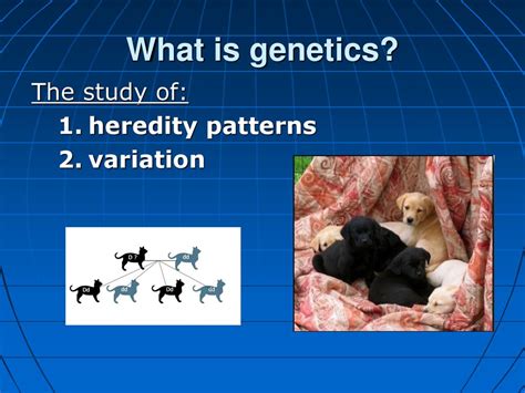 what is the study of biological inheritance patterns and variation in organisms