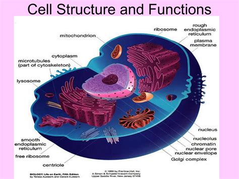 what is the study of cell structure and function called