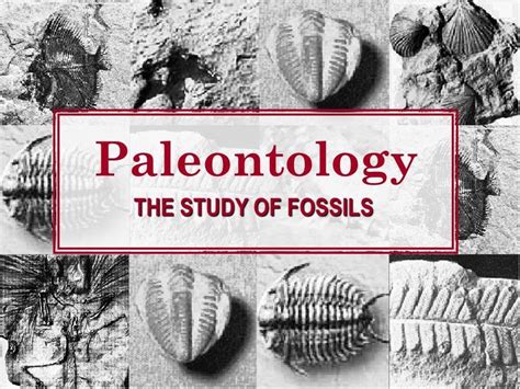 what is the study of fossils called