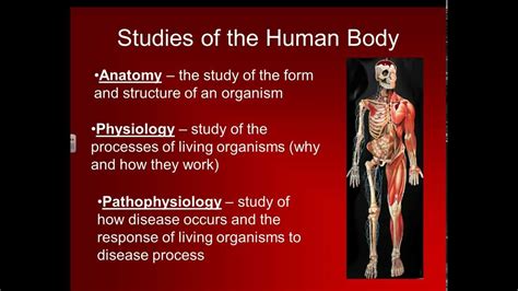 what is the study of the structure and function of the human body called
