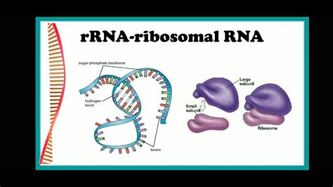 what is the term for rrna structure
