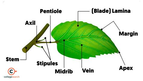 What Is The Tip Of A Leaf Called