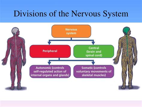 what is the two main part of the nervous system