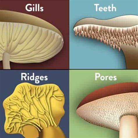 what is the underside of a mushroom called