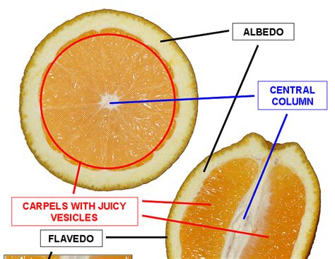 What Is The White Stuff In Oranges Called
