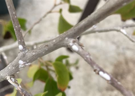 what is the white stuff on tree branches