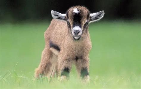 what is the young one of a goat called