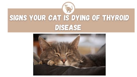 what is thyroid problems in cats