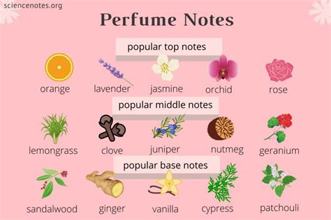 What Is Top Middle And Base Notes In Perfume