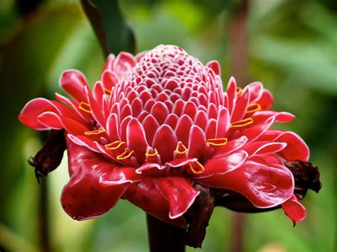 What Is Torch Ginger