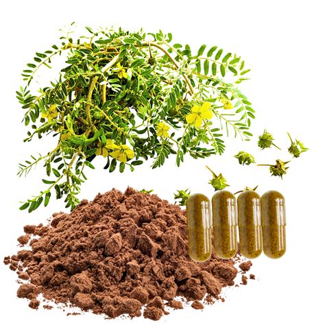 What Is Tribulus Extract