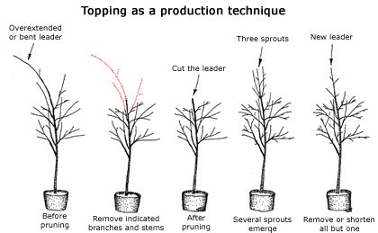 What Is Trunk Caliper
