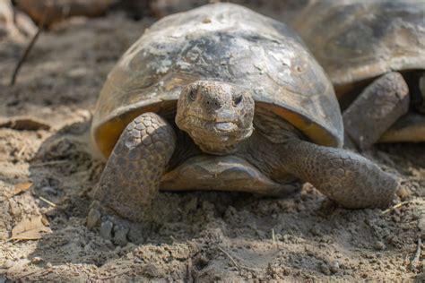 What Is Unique About A Gopher Tortoise