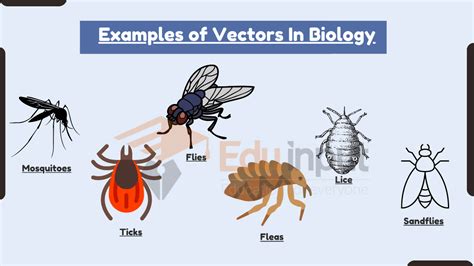 what is vector in biology with example