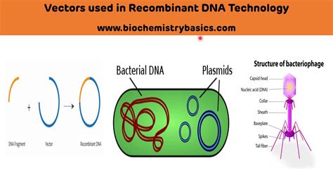 What Is Vector In Recombinant Dna Technology
