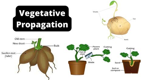 What Is Vegetative Propagation List With Brief Explanation