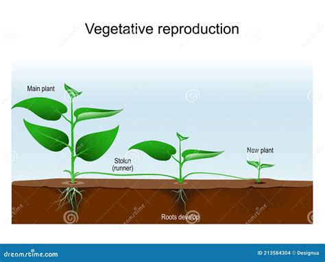 What Is Vegetative Reproduction With Example