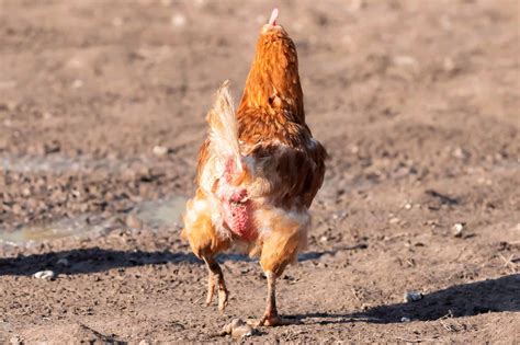 Flystrike in Backyard Chickens, Causes, Prevention & Treatment
