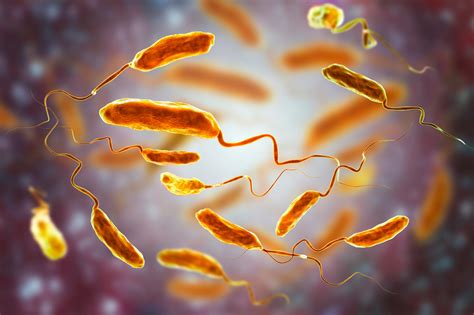 what is vibrio cholerae