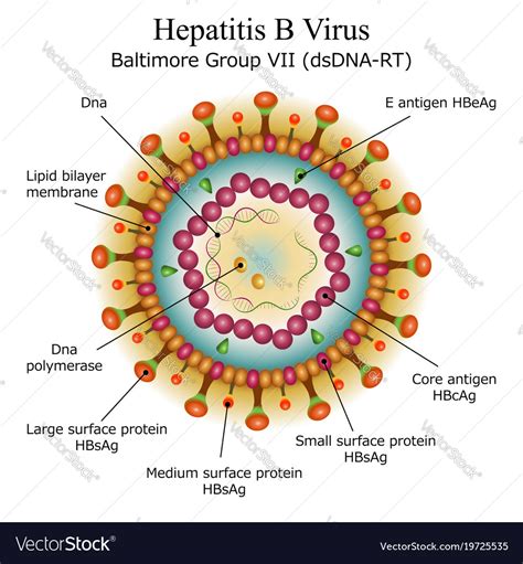 what is viral hepatitis b