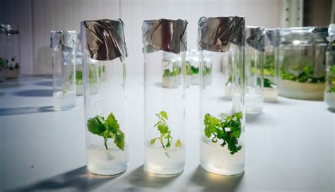 what is vitrification in plant tissue culture