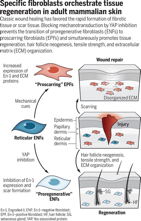 What Is Weak Scar Strength