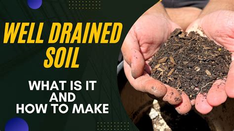 What Is WellDrained Soil? Better Homes & Gardens
