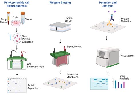 What Is Western Blot Analysis