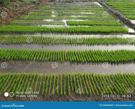 What Is Wet Bed Method