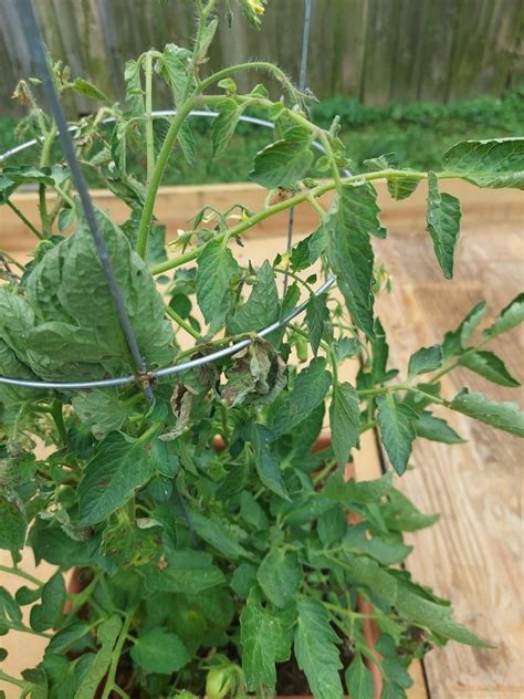 what is wrong with my roma tomatoes