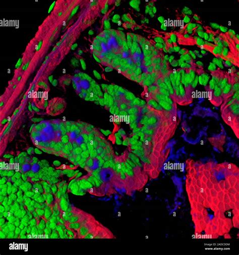 What Is Z Stack Image