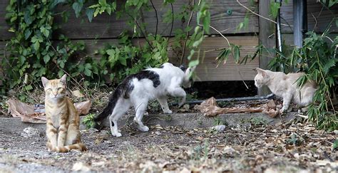 what issues does a feral cat cause