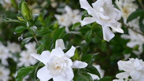 What Jasmine Is Most Fragrant