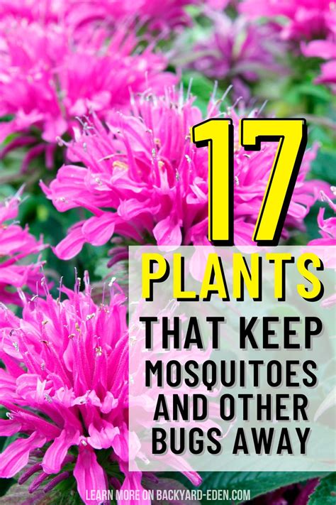 What Keeps Bugs Away Outside