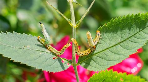 What Keeps Bugs Off Roses