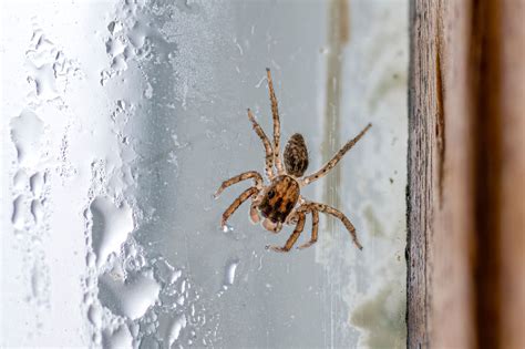 What Keeps Jumping Spiders Away