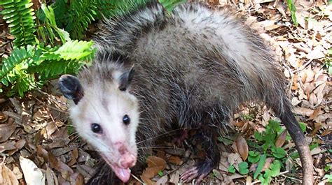 what keeps opossum away