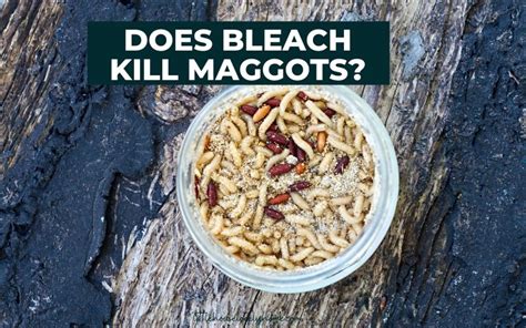 What Kills Maggots Bleach