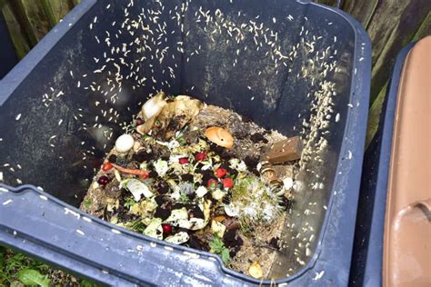 What Kills Maggots In Bin