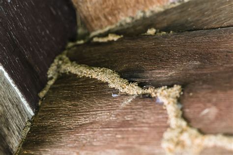 what kills subterranean termites